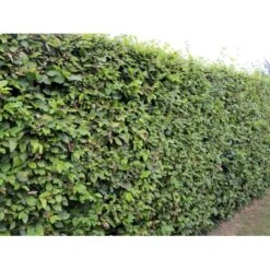 Almindelig Bøg / Bøgehæk Fagus Sylvatica Barrods. 3 års 80-100 Cm. -Siriu Planter Butik p816 33907 fagus sylvatica 825a