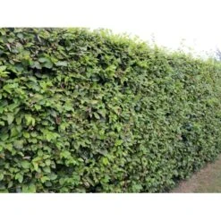 Almindelig Bøg / Bøgehæk Fagus Sylvatica Med Klump,- 150-175 Cm. -Siriu Planter Butik p816 33907 fagus sylvatica 825a 3