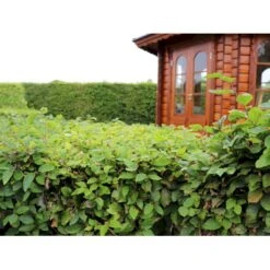 Almindelig Bøg / Bøgehæk Fagus Sylvatica Barrods. 3 års 80-100 Cm. -Siriu Planter Butik p816 33908 fagus sylvatica 87bb