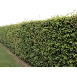 Almindelig Bøg / Bøgehæk Fagus Sylvatica Med Klump,- 150-175 Cm. -Siriu Planter Butik p816 33909 fagus sylvatica 4b65 3