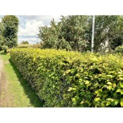 Almindelig Bøg / Bøgehæk Fagus Sylvatica Barrods. 3 års 80-100 Cm. -Siriu Planter Butik p816 34340 fagus sylvatica 8b32