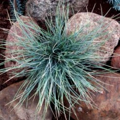 Blå Bjørnegræs 'Elijah Blue' Festuca Glauca 'Elijah Blue' 1 Liter Potte -Siriu Planter Butik p832 50902 festuca glauca elijah blue d761