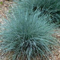 Blå Bjørnegræs 'Elijah Blue' Festuca Glauca 'Elijah Blue' 1 Liter Potte -Siriu Planter Butik p832 50903 festuca glauca elijah blue 866c