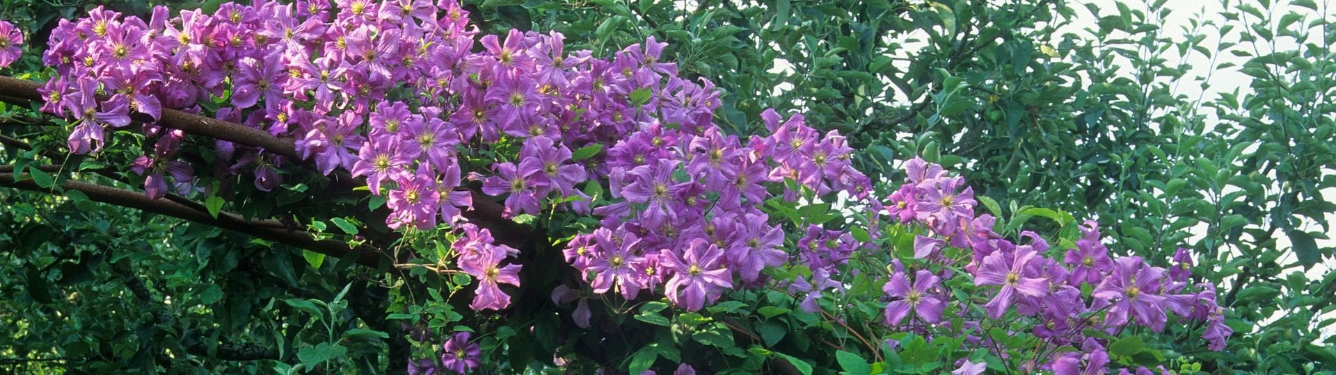 Siriu Planter Butik -Siriu Planter Butik 895 til lister 1920 × 540px 17